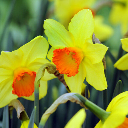Narcis Red Devon, nu beschikbaar in onze webshop