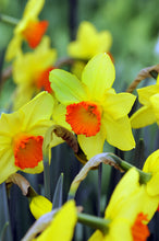 Lade das Bild in den Galerie-Viewer, Mooie tweekleurige (grootkronige) narcis
