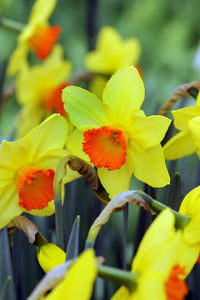 Mooie tweekleurige (grootkronige) narcis
