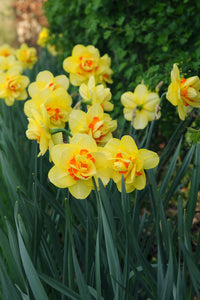 Narcis Tahiti.  Mooie grote dubbele gele narcis met oranje-rode accenten in het hart.