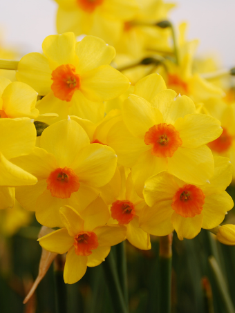 Mooie geurende tweekleurige narcis 