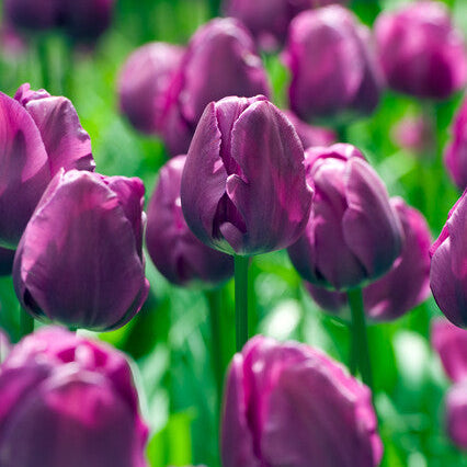 Heerlijke rijke diepe paarse tinten die moeiteloos contrasteren met het frisse groen van zijn blad. Voor velen is dit de beste paarse Triumph Tulp