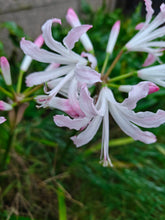 Load image into Gallery viewer, Nerine Bowdenii Lipstick is een heerlijke herfstbloeier
