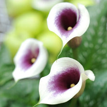 Afbeelding in Gallery-weergave laden, Zantedeschia (Calla) Picasso.    Soort met een een vrij unieke en sensuele  kleurcombinatie.   
