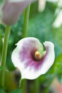 Calla (zantedschia) Picasso, prachtige tweekleurige soort