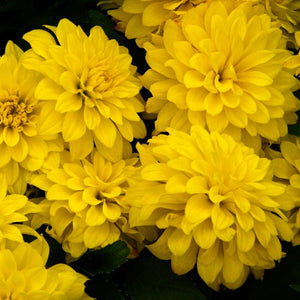 Gallery Pinto, mooie gele compacte Dahlia die heel de zomer bloeit