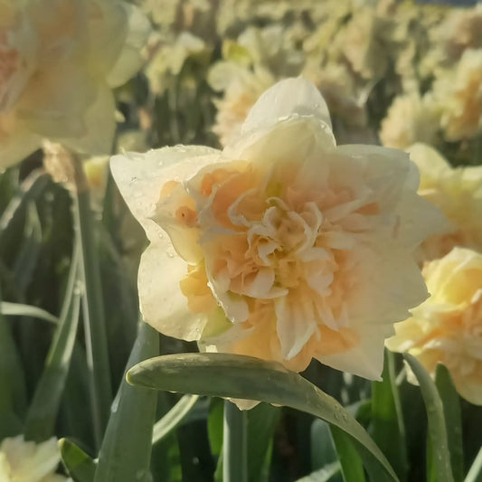 Narcis Pom Pom Rose. Grote ronde, goed gevulde, bloemen op stevige dikke stelen met een heerlijk zwoele uitstraling.
