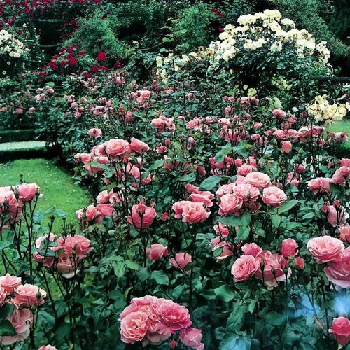 Rosa Queen Elisabeth.  Het maakt niet uit of u een kleine of een grote tuin bezit, rozen zijn een aanwinst in elke tuin. 