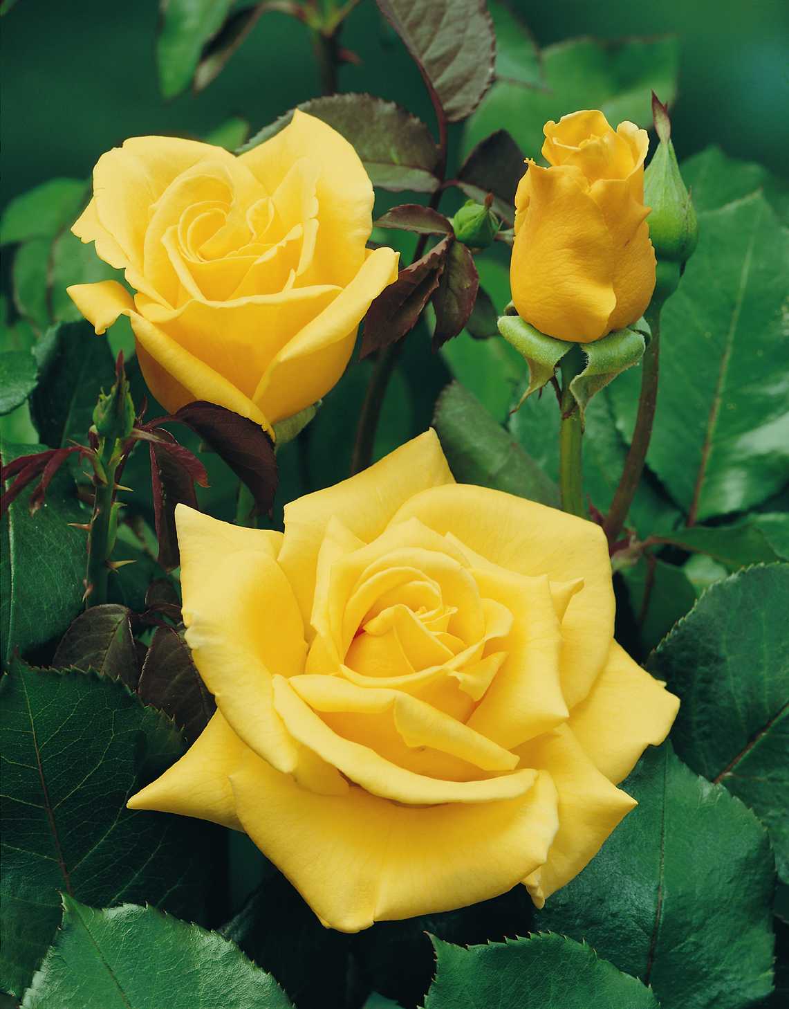 Rosa Sunsilk.  Een mooie gele floribundaroos 