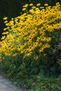 Rudbeckia fulgida 'Goldsturm' ist einfach ein Muss für jeden Gartenliebhaber.