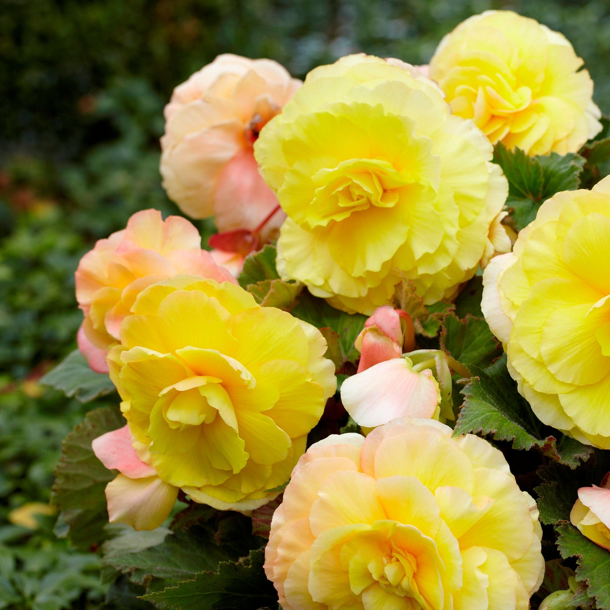 Begonia Superba Geel.  de nieuwe generatie van begonia's
