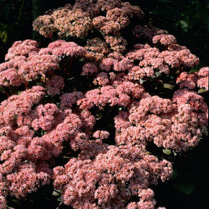 Sedum Matrona is een bijzonder mooie late bloeier met een opvallende bladkleur. 