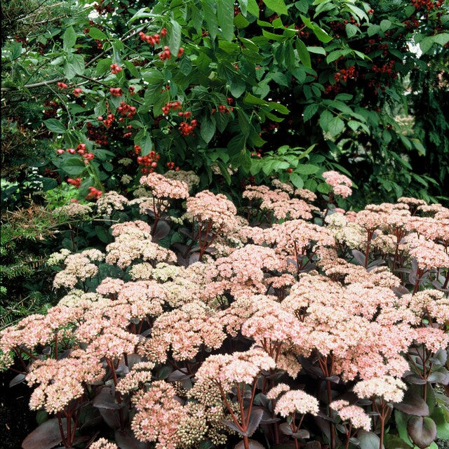 Sedum 'Matrona' mag einen sonnigen Platz im Garten, aber auch Halbschatten wird gut vertragen