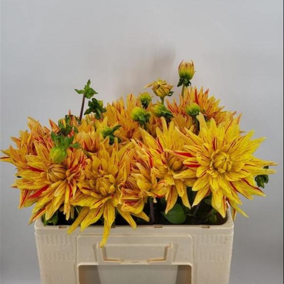 Cactus Dahlia Striped Vulcan