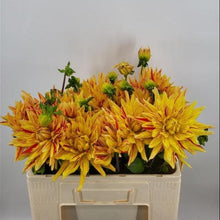 Afbeelding in Gallery-weergave laden, Cactus Dahlia Striped Vulcan
