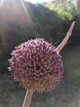 Afbeelding in Gallery-weergave laden, Summer Drummer, het moment dat de bloem eruit komt
