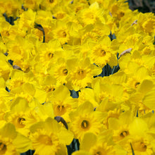 Afbeelding in Gallery-weergave laden, Narcis Dutch Master (Trompet narcis).  Klassieke gele trompetnarcis.  Onmisbaar in elke tuin.
