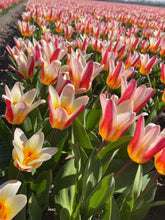 Lade das Bild in den Galerie-Viewer, Kaufmanniana tulpen zijn kleurrijke en vroegbloeiende bloembollen die uw tuin opfleuren in het voorjaar
