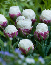 Lade das Bild in den Galerie-Viewer, Heerlijke korte dubbele tulp

