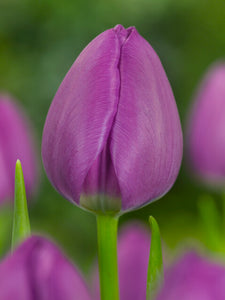 Triumph Tulp Negrita is een heerlijk paarse tulp 