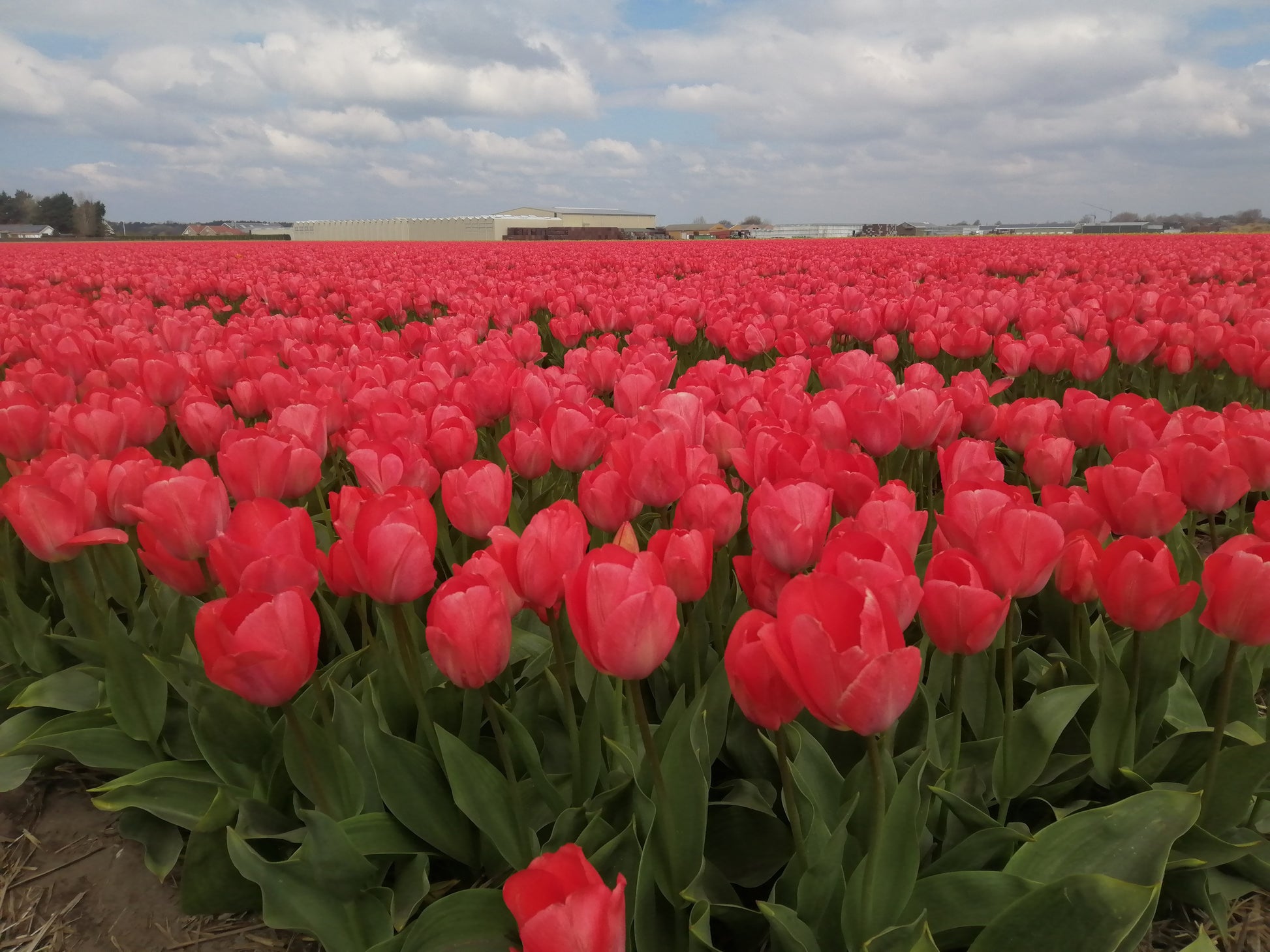 Tulp Darwin Van Eijk.  Bestel uw tulpen nu eenvoudig online op www.bulbes.net   