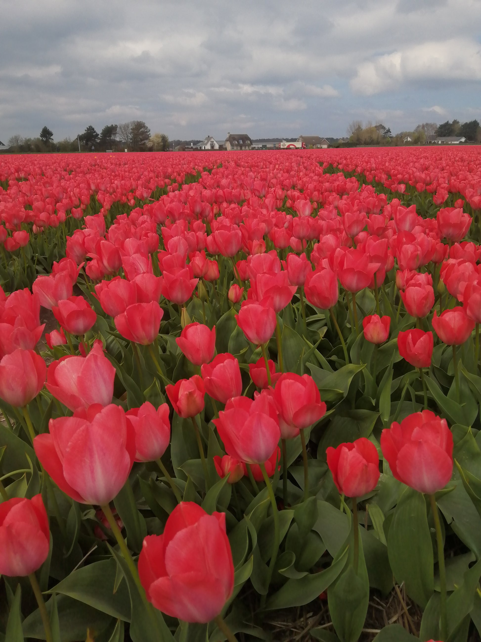 Tulp Darwin Van Eijk.  prachtige Darwin tulp die ook zeer geschikt als snijbloem.   