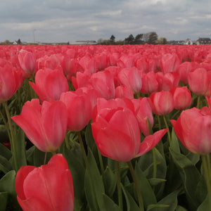 Tulp Darwin Van Eijk   