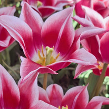 Charger l'image dans la galerie, Tulipe Ballade Cherry
