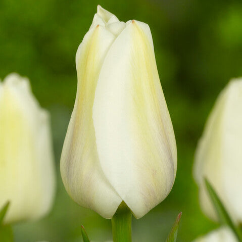 Mooie statige en stevige witte Triumph tulp