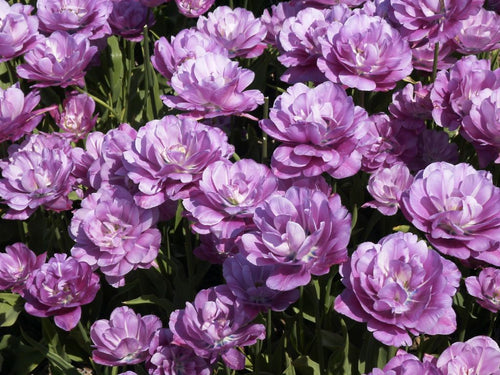 Lagen satijnachtige, blauwviolette bloemblaadjes geven deze laatbloeiende tulp een ongeloofelijke elegantie