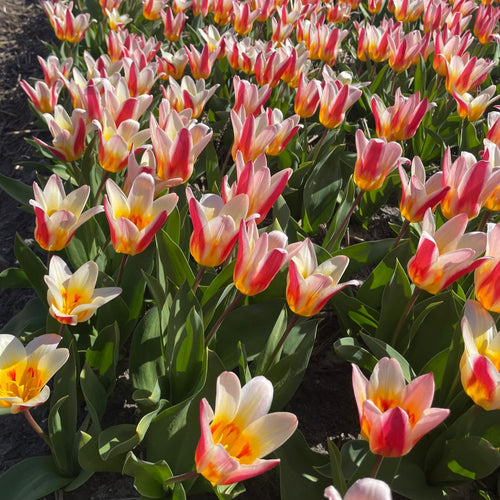 Floresta is donker rozerood met een witte rand. 