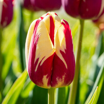 Hij begint heerlijk geel gevlamd met robijnrood, maar na verloop van tijd schakelt hij moeiteloos over naar wit met rode vlammen! 
