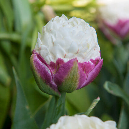Ice Cream Tulpen zijn door hun korte stevige bouw uitermate geschikt om in potten en bloembakken te gebruiken. 