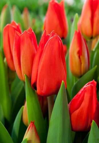 Darwin tulp Lalibela