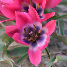 Lade das Bild in den Galerie-Viewer, Little Beauty hat eine rot-violette Blüte mit einer schönen und einzigartigen lila-blauen Mitte. Diese kleinen Tulpen sind perfekt für die Einbürgerung.
