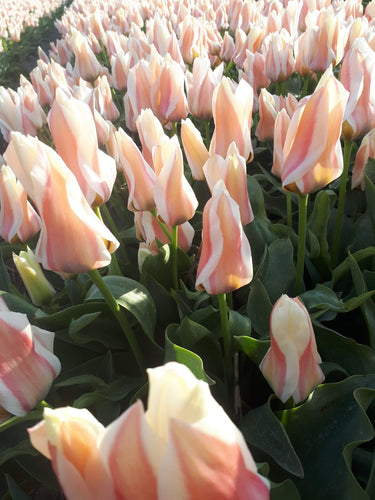 Nieuwe greigii tulp met zeer mooie kleuren