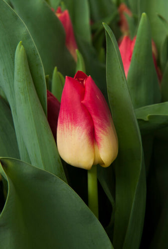Tulp Triumph Match.  Mooie tweekleurige Triumph tulp, waarvan de bovenste helft rozerood is, en de onderste zachtgeel. 