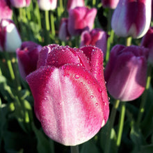 Lade das Bild in den Galerie-Viewer, Origineel en vooral met veel flair en klasse.Dit lijkt me een goede en terechte omschrijving voor Tulp Shiun.
