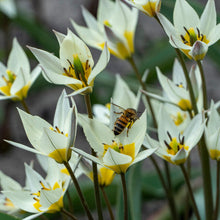 Lade das Bild in den Galerie-Viewer, Tulpe Turkestanica
