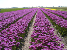 Charger l&#39;image dans la galerie, Heerlijk paarse dubbele late Tulp 
