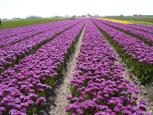 Heerlijk paarse dubbele late Tulp 