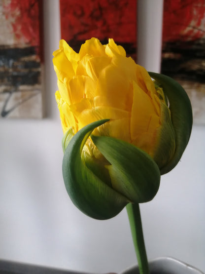Bestel je tulpen nu eenvoudig online en plant dit ze dit najaar voor een mooie kleurrijke tuin of terras in het voorjaar! Wij proberen steeds de grootste maat en beste kwaliteit aan te bieden voor het mooiste resultaat.