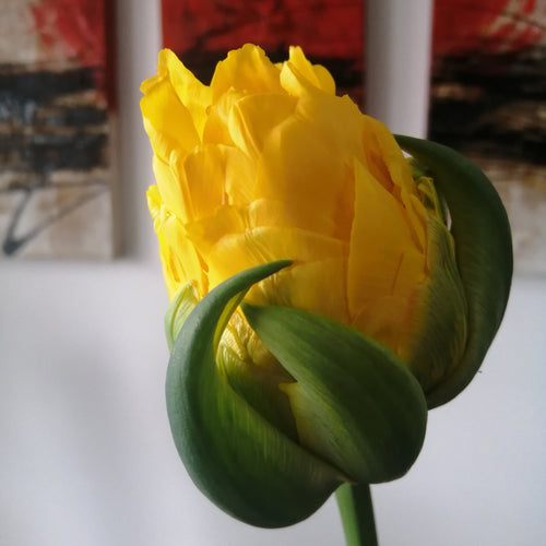 Bestel je tulpen nu eenvoudig online en plant dit ze dit najaar voor een mooie kleurrijke tuin of terras in het voorjaar! 