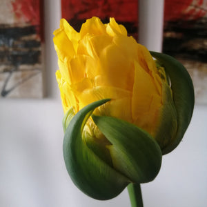 Bestel je tulpen nu eenvoudig online en plant dit ze dit najaar voor een mooie kleurrijke tuin of terras in het voorjaar! 