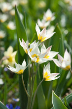 Lade das Bild in den Galerie-Viewer, Die Tulipa turkestanica ist eine kleine, frühblühende botanische Tulpenart, die mehrere sternförmige, cremeweiße Blüten mit gelbem Zentrum an einem Stiel trägt.
