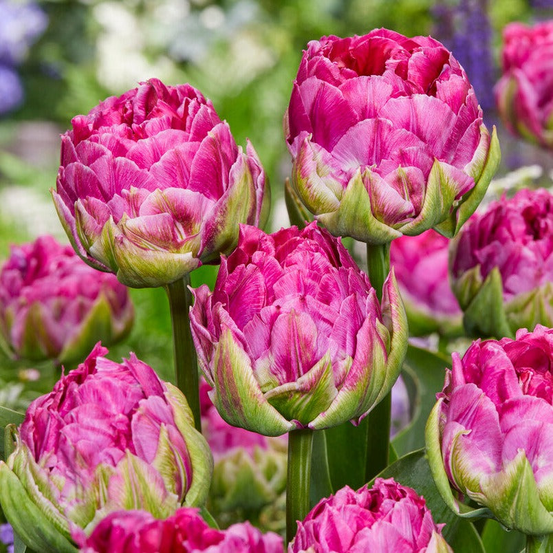 Tulp Wicked in Pink heeft een opvallende mix van groene en donkerroze bloemblaadjes in haar meerlagige, komvormige bloemen. 
