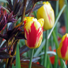 Lade das Bild in den Galerie-Viewer, Tulp Triumph Washington             Vrolijke kleuren bij deze  Triumph tulp.   Warm geel met mooi rode strepen.  Bestel ze nu eenvoudig online!
