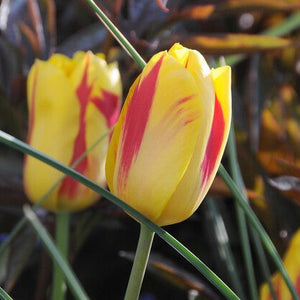 Tulp Triumph Washington             Vrolijke kleuren bij deze  Triumph tulp.   Warm geel met mooi rode strepen.  Zet ze in groep om het mooiste effect te bekomen!