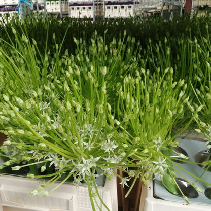 Allium Arctic Snow.  Zeer mooi, indrukwekkend en origineel, ook als droogbloem.
