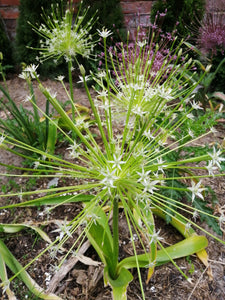 Allium Arctic Snow, nieuwe super mooie allium soort 
